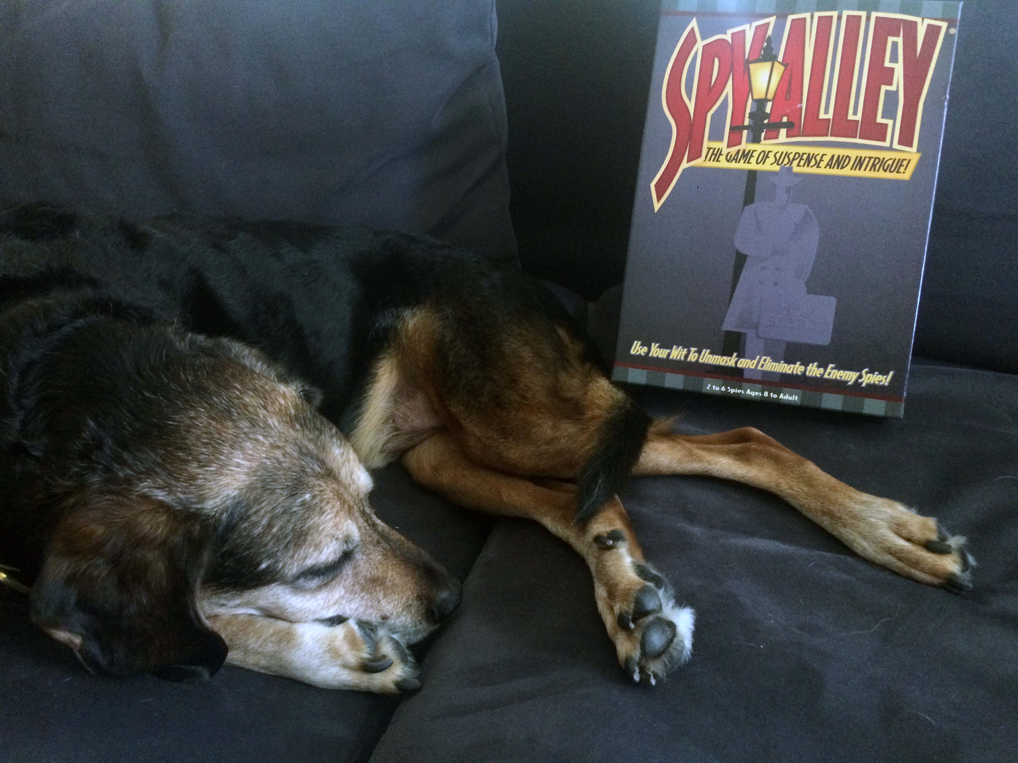 The box next to sleeping hound dog Max