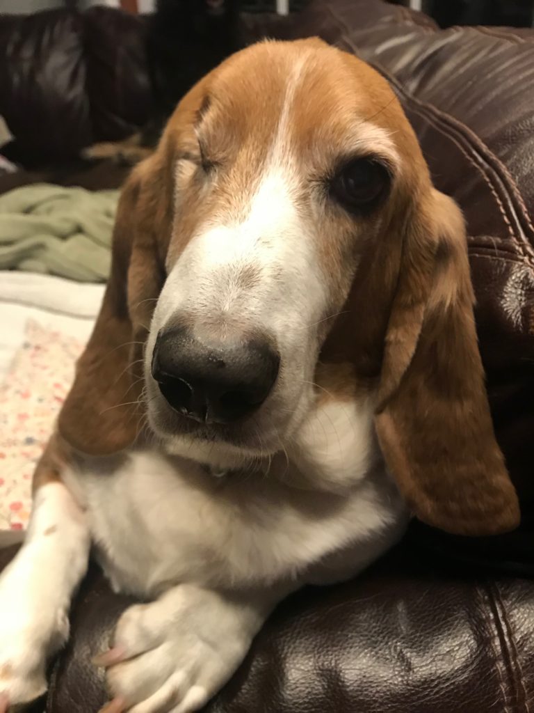 One eyed basset hound